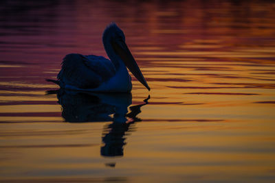 Close-up of pelican