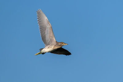 Low angle view of seagull flying