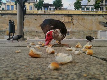 View of birds on street