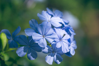 Close-up of blue flowering plant