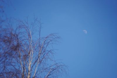 Low angle view of bare tree against blue sky