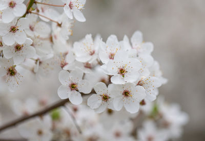 Close-up of white cherry blossoms