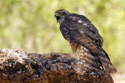 Close-up of owl perching on rock