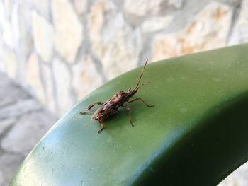 Close-up of insect on leaf