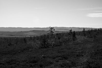 Scenic view of field against clear sky