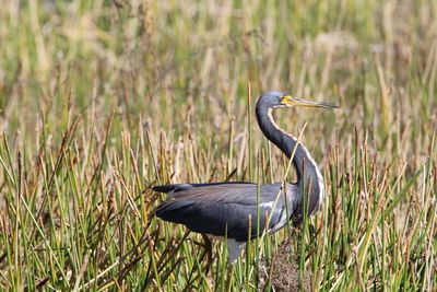 Close-up of gray heron perching on grass