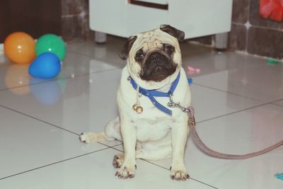 Portrait of dog sitting on floor