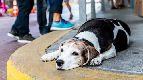 Low section of people with dog relaxing in city