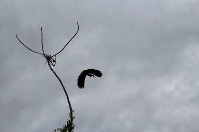 Low angle view of bird on branch against sky