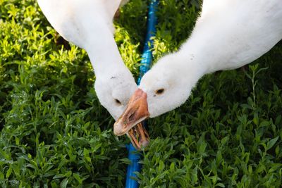 Close-up of geese on plants