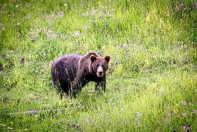 Portrait of a rabbit in a field
