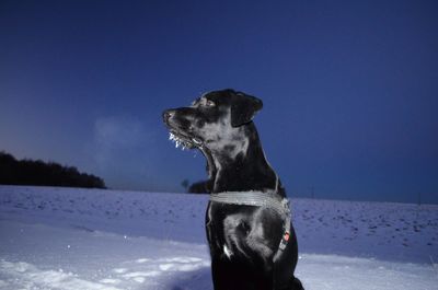 Close-up of dog looking at snow