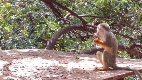 Monkey on tree branch