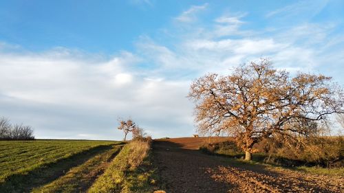 Road amidst field against sky