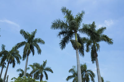 Low angle view of palm trees against blue sky