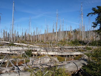 Scenic view of field of death trees against sky