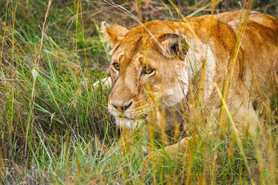Lioness in the savanna grass at maasai mara national reserve, kenya