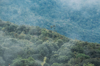 High angle view of lush foliage