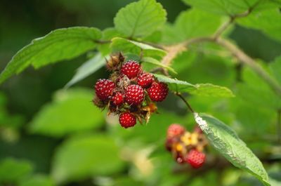 Close-up of red berries growing on plant