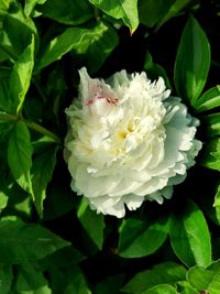 Close-up of white rose on plant