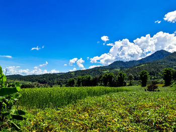 Scenic view of field against sky