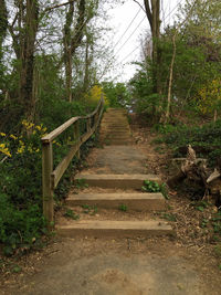 Narrow road in forest