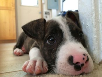 Close-up portrait of puppy relaxing at home