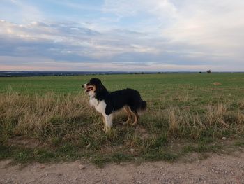 View of a dog on field