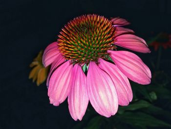 Close-up of pink flower over black background