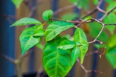 Close-up of green leaves