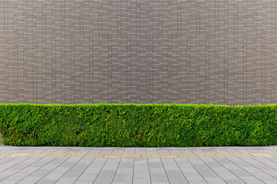 Plants growing by wall