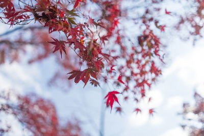 Low angle view of cherry blossom tree