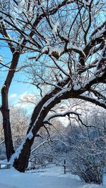 Bare tree on snow covered landscape