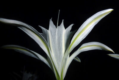 Close-up of flower against black background