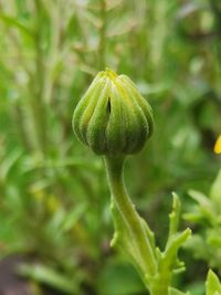 Close-up of green plant