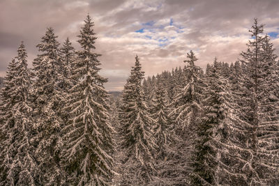 Close-up of tree against sky