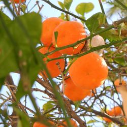 Close-up of leaves on tree