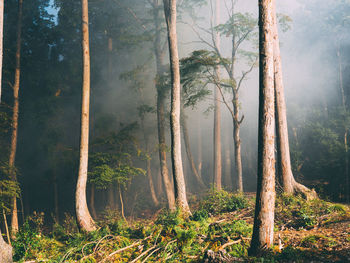 Trees in forest