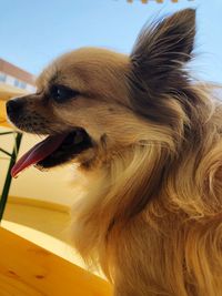 Close-up of a dog looking away