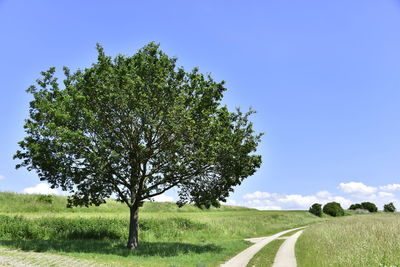 Trees on field against sky