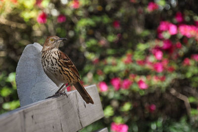 Bird perching on railing