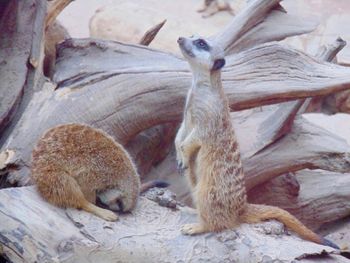 Meerkats on wood at zoo