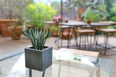 Potted plant on table