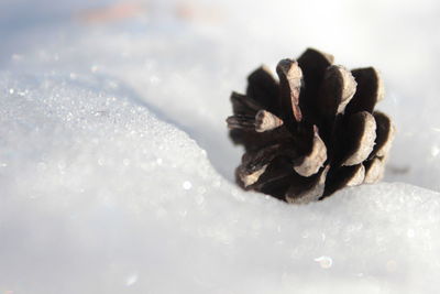 Close-up of plant