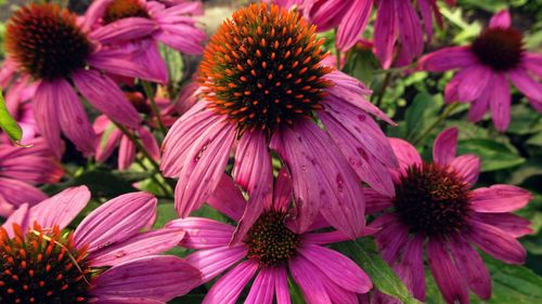 Close-up of pink flowers in park