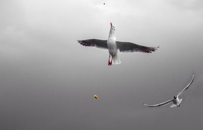 Low angle view of birds flying in sky