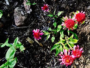 High angle view of flowers blooming outdoors