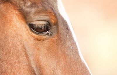 Close-up of a horse