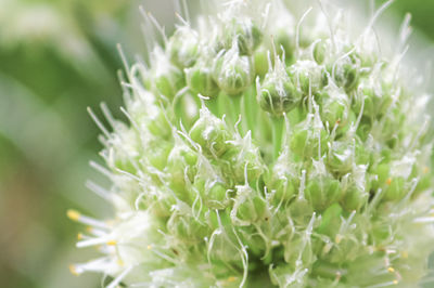 Close-up of white flowering plant