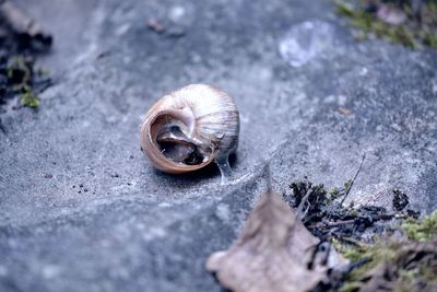 Close-up of snail on land